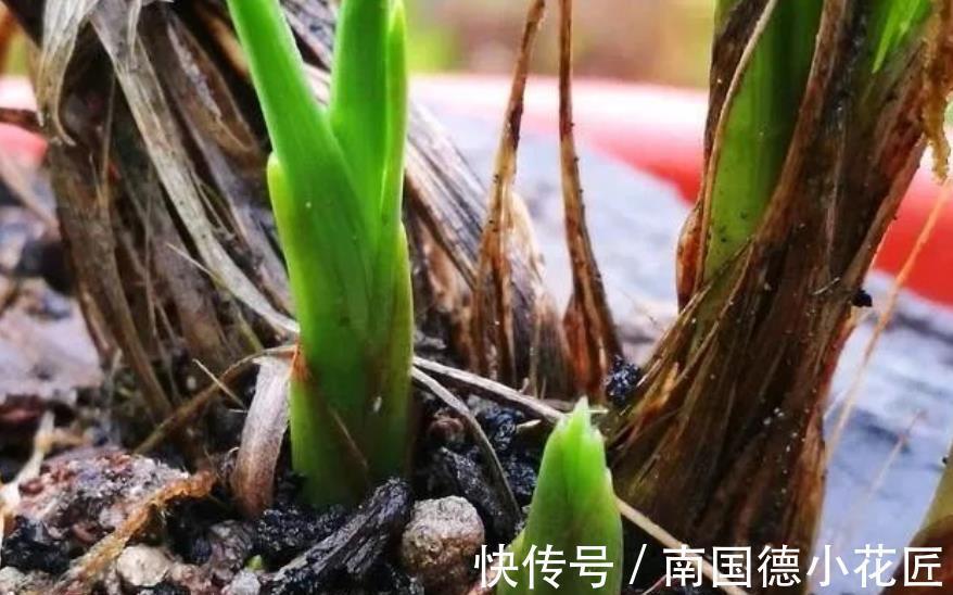 雾化水|兰花长出新苗后,教你3个小技巧,快速长大早开花