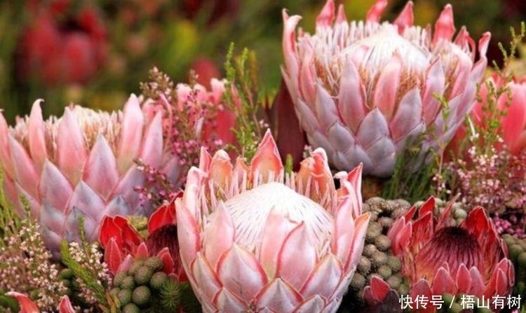 4种花养家里,事业蒸蒸日上,从年头旺到年尾,红火财运到!