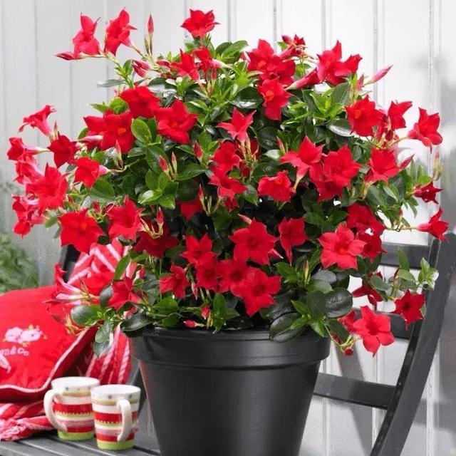 株型|最爱晒太阳的8种花，越晒开花越多，阳台养几盆，开花成海