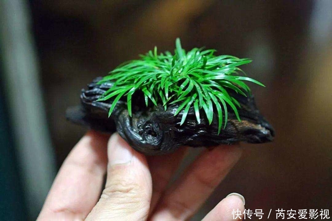 土壤|菖蒲是盆景不可缺少的装饰植物,多浇水少施肥,湿着养