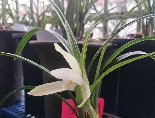 兰花|兰花很难养掌握“5点”小技巧，枝叶长不停，开花一茬又一茬