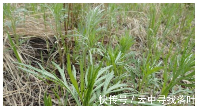 柳叶蒿|含钙量是牛奶的9倍，人称“野菜之冠”，曾多次入选国宴，别错过！
