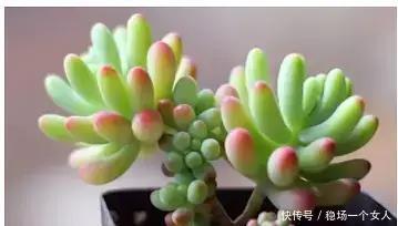 4步学会多肉变身老桩,身价立马翻10倍