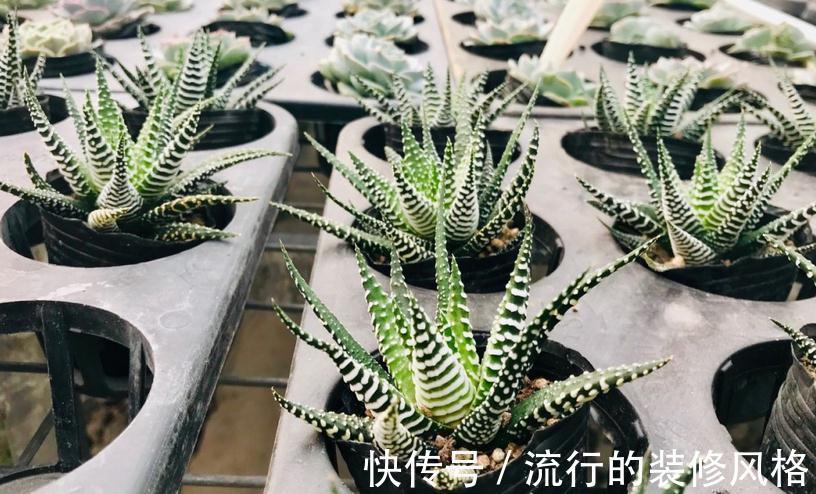 花盆|养条纹十二卷，打理好3点就不出状况，适合新人入坑练手