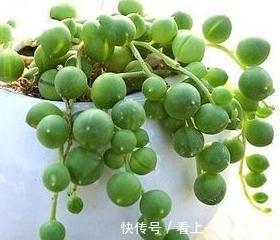 珍珠吊兰不会养,学会5个小妙招,轻轻松松养成瀑布