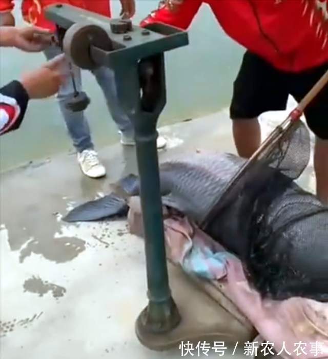 湖北一男子盘黑坑，意外钓起126斤的大青鱼，塘主直言：镇塘之宝
