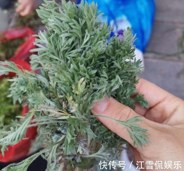 野菜|开春挖野菜，送你“野菜大图鉴”，教你轻松识别20种野菜