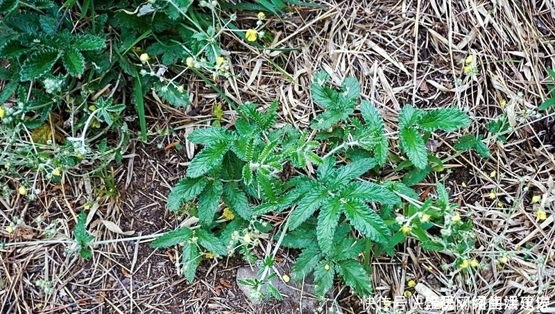 根似人参却不是“参”,长在农村过去常忽视,如今20元一斤