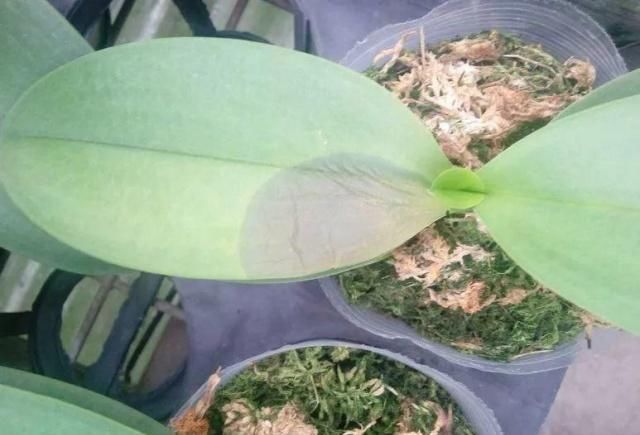 浇水|公认最难养的8种花，叶子动不动就发蔫，新手慎买！