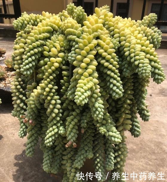 玉缀太疯狂了,短短几年从一颗小苗,长出“瀑布”状态,不容易!