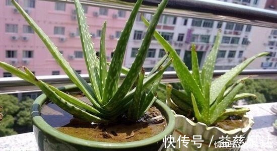 蟹爪兰|卧室养花有讲究,6种适合摆在卧室的花草,晚上不争氧气!