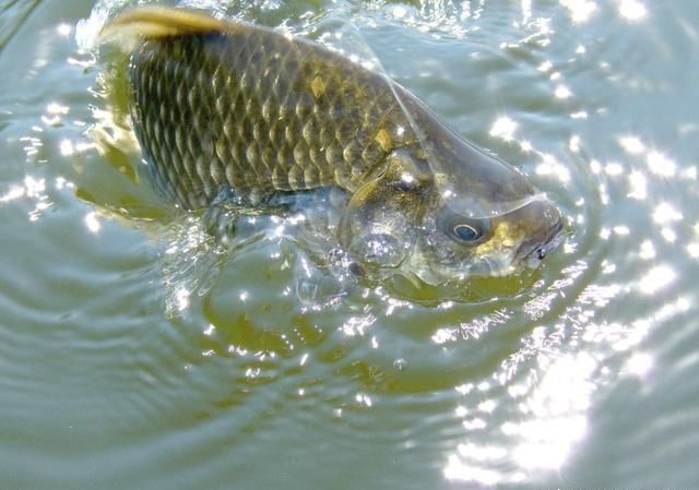黑坑钓鱼心得分享,不想空手而归,推荐钓友看完收藏
