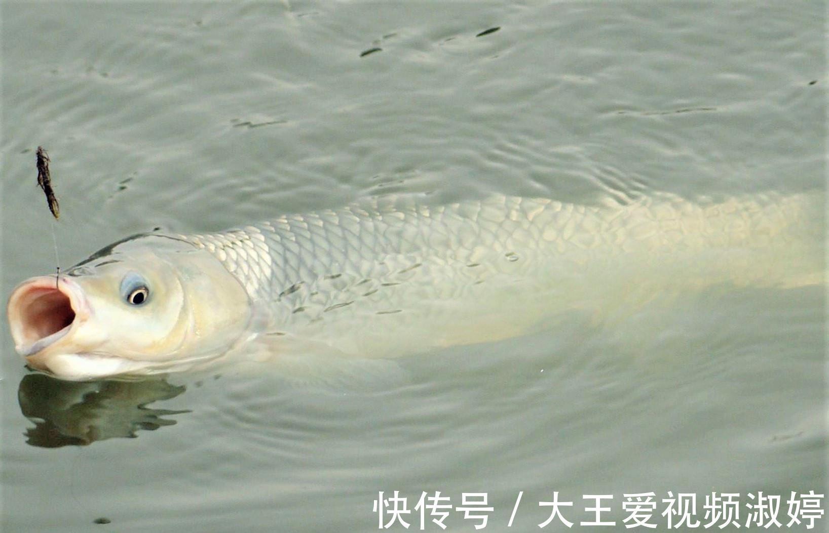 玉米|夏天钓草鱼，掌握简单几点，新手一样连竿