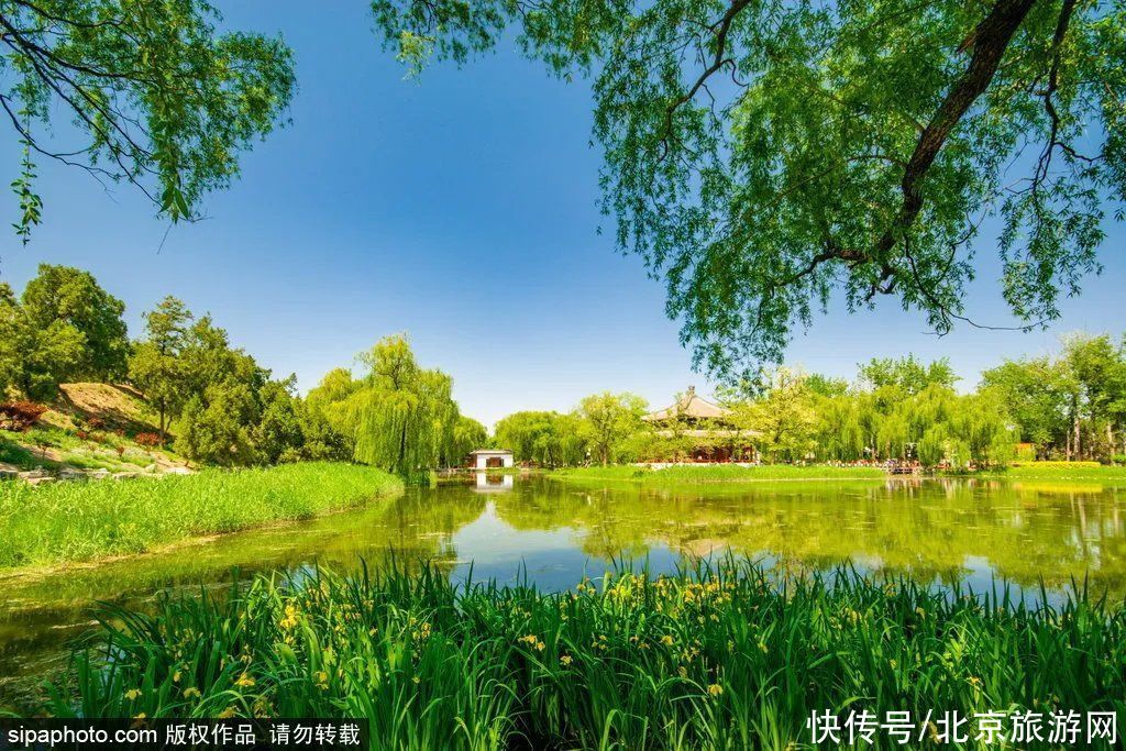 地铁4号线|太壮观了！10万尾金色锦鲤齐聚北京这座皇家园林，再现昔日御园盛景！