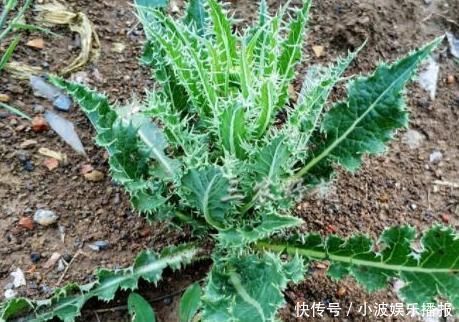 乡下浑身是刺的野草,过去当杂草砍除,如今是上好野菜,不看吃亏