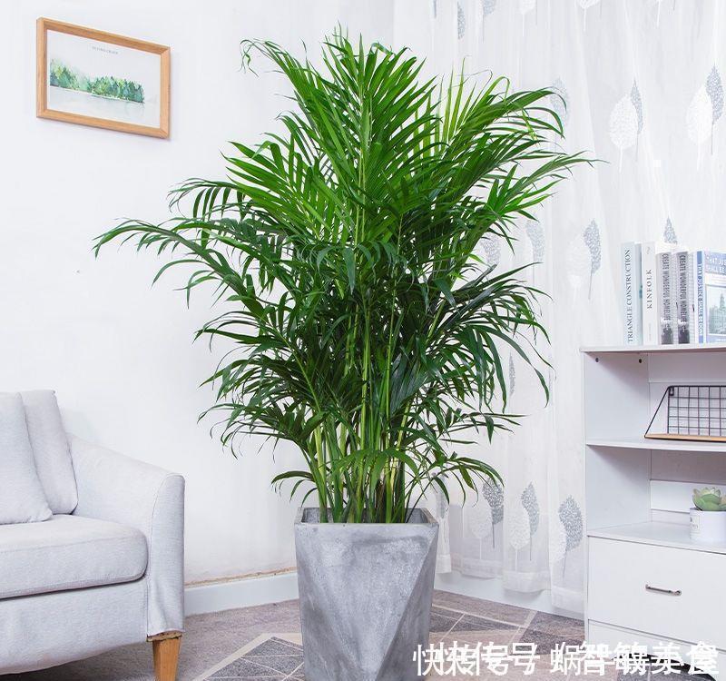 客厅里养这6种植物，好养活、好打理、寿命很长、寓意还特别好