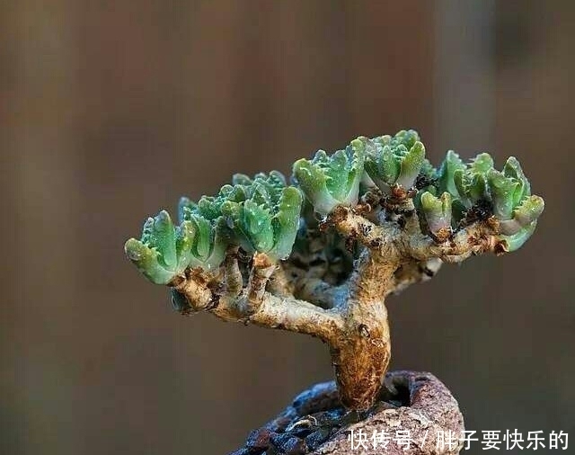 keith|看看老外养的多肉盆景,真是美不胜收,看一眼就被惊艳到了!