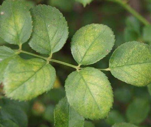 植物|春天“蚊虫多”,养花容易死记住“一点”,蚊虫不来,养啥都爆