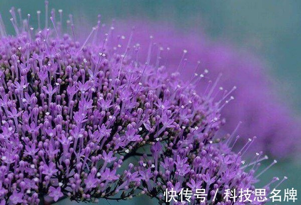 表白|此花的花语是热烈想念、一往情深,很适合表白,含蓄又不失真心!