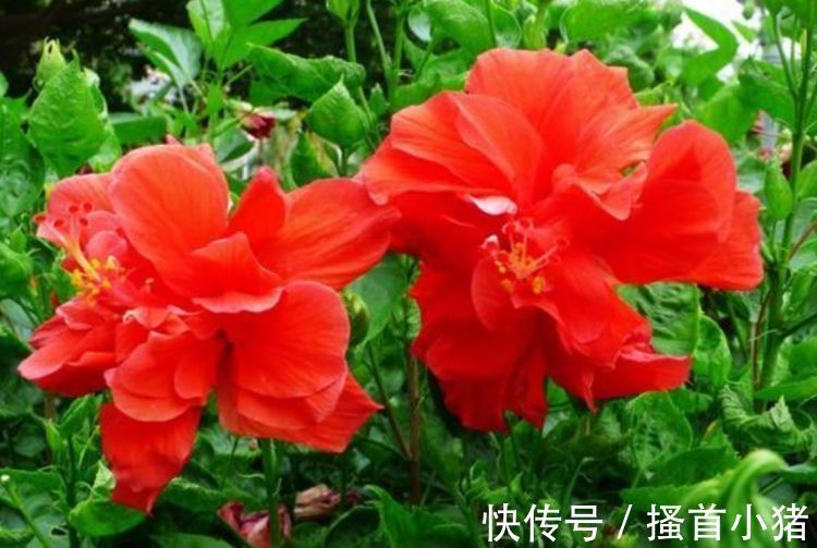 仙人掌|3种花是“大美女”,开花勤爱爆盆,美不胜收,一年四季都赏花