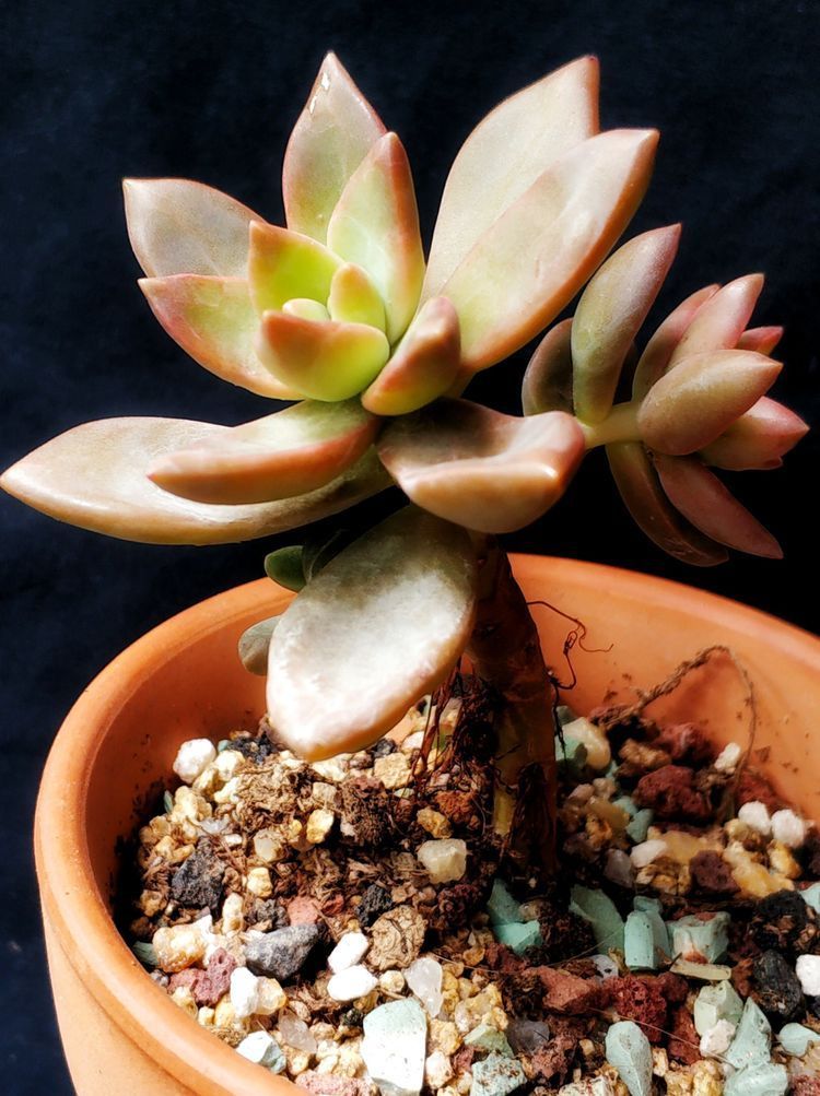 成长|与多肉一起走过的日子,见证多肉的成长过程!