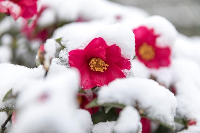 春艳|12首诗词写雪中花:红花娇艳裹冰霜，绿叶晶莹陪伴长