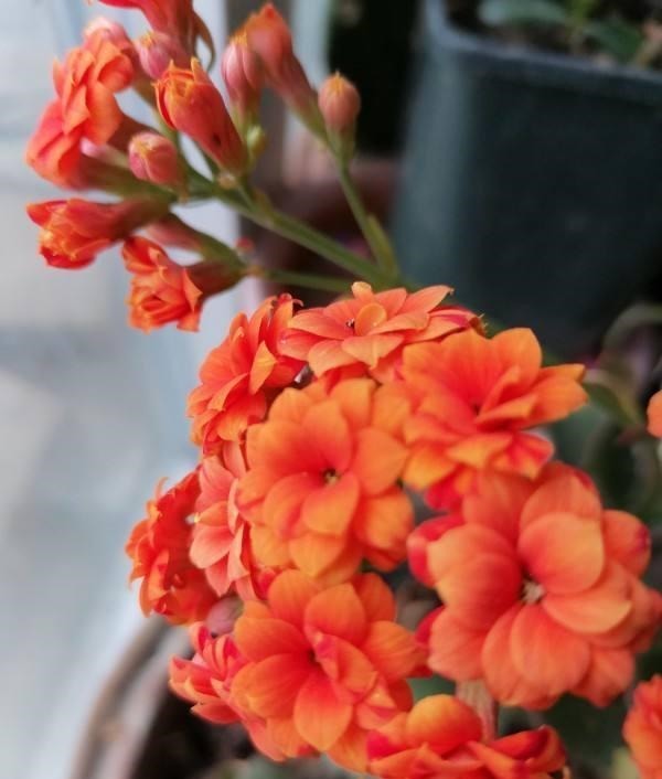 5种花越养越上瘾,只要养好一盆,就会特别喜欢