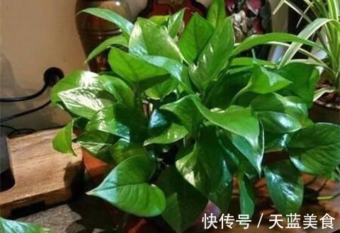 绿萝最喜欢“3种水”,不是淘米水,只需一点点,叶子绿的反光
