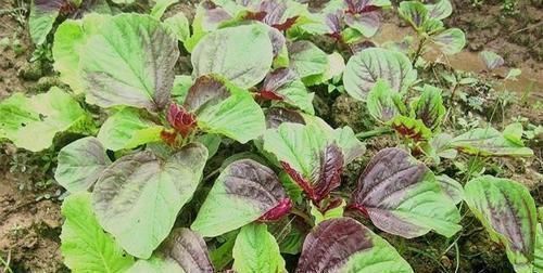 中年|3種農(nóng)村野外常見(jiàn)的野草,不僅是美味的野菜,還有很好的養(yǎng)生功效