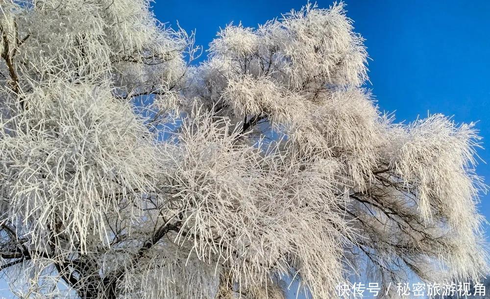 雾凇|一路向北，去中国最美的地方看冰花雾凇，逛梦幻雪乡！