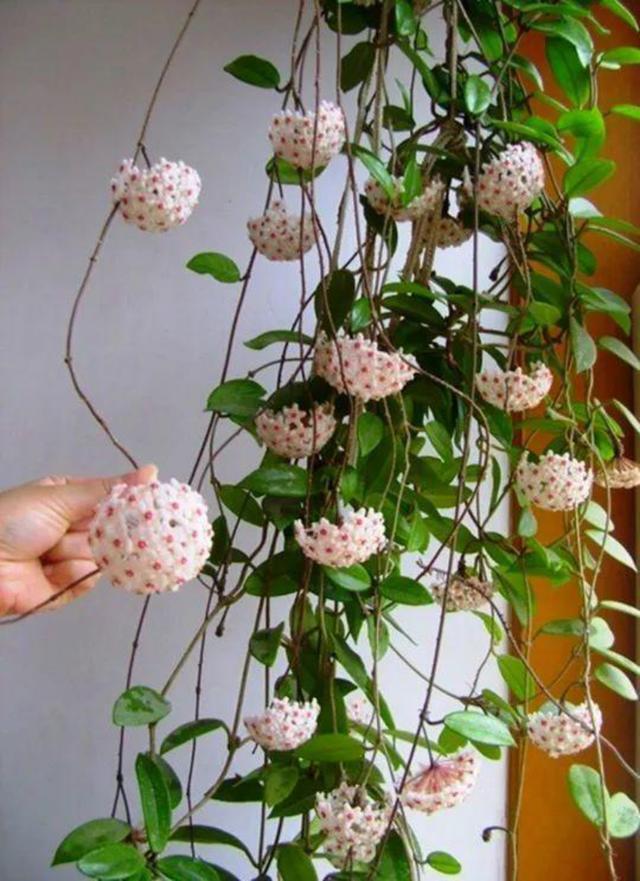 扦插|9种花不用花钱买,掐根枝条插土里,2周即可生根,好养易成活