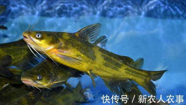 四川一男子黄河野钓遇怪鱼，长长的尾巴形似黄辣丁，网友：赚大了