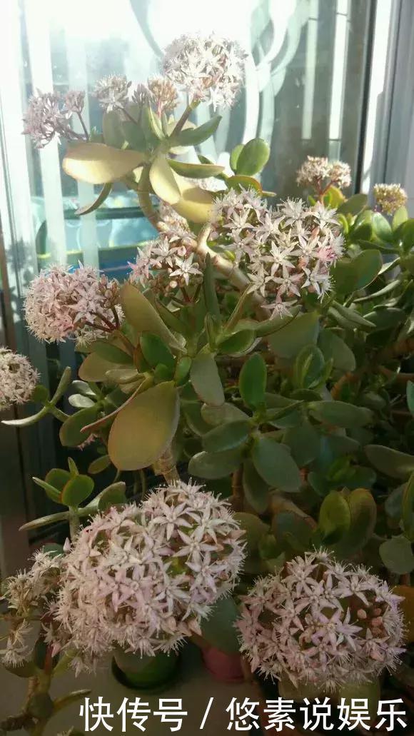 4种花有灵性,平时难开花,一有好事就开花!