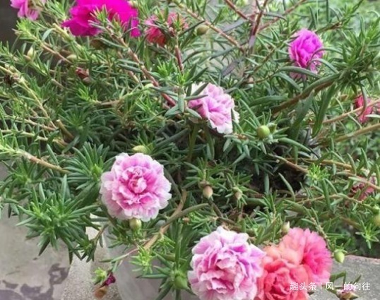 新手养花就养这3种,既便宜又好养,施点肥浇点水轻松爆满盆