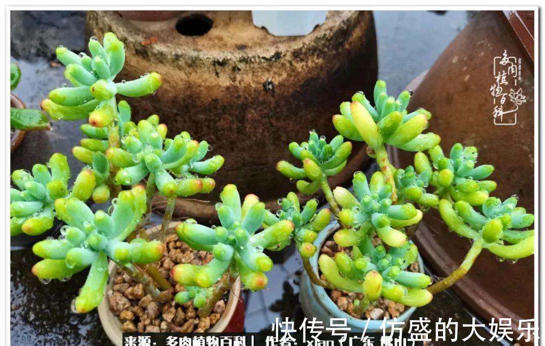 阳台上|养多肉,慢慢来,我们一起沉淀再绽放!