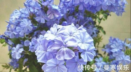 开花|“小花”不起眼这3种“开花劳模”,适当养护,开花停不下!