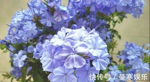 开花|“小花”不起眼这3种“开花劳模”，适当养护，开花停不下！