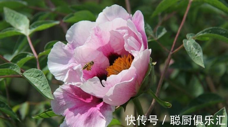 此些植物都不能错过，此时开花正艳，您都喜欢吗