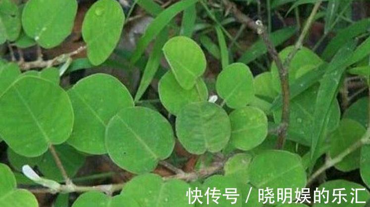金钱草|在农村的朋友,若遇到这种野草不要踩,它价值珍贵,对结石很有效