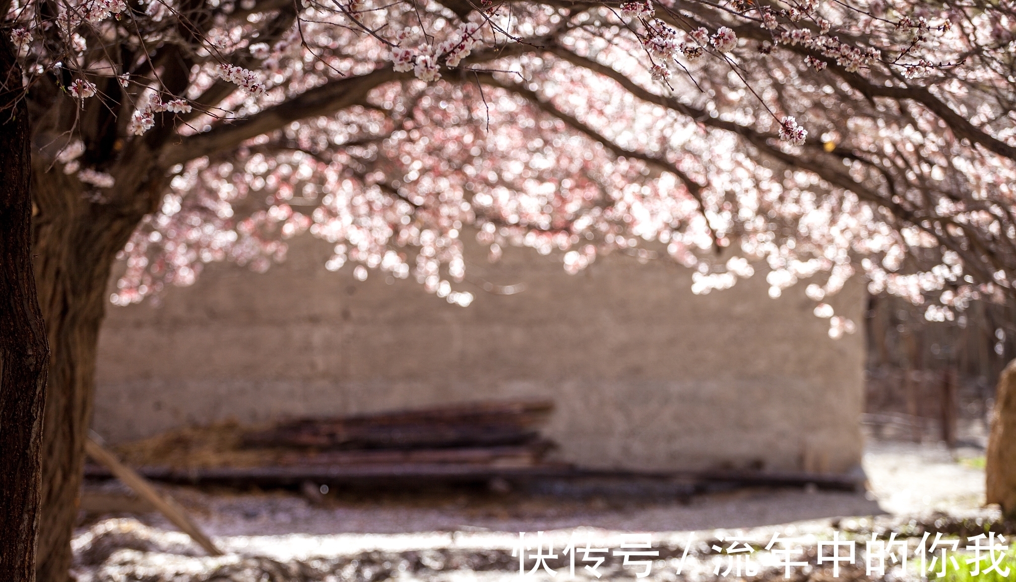 垂柳&宋诗精华五首,其中一首是苏轼描写杏花的,不知道您喜不喜欢