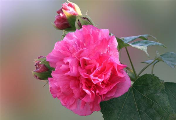 树枝|栀子花，修剪后的树枝可直接放入盆和桶中