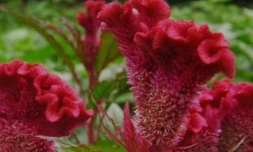 美容护肤|女性肚子鼓鼓太丑，常吃以下食物，排毒养颜美容护肤，好处多多