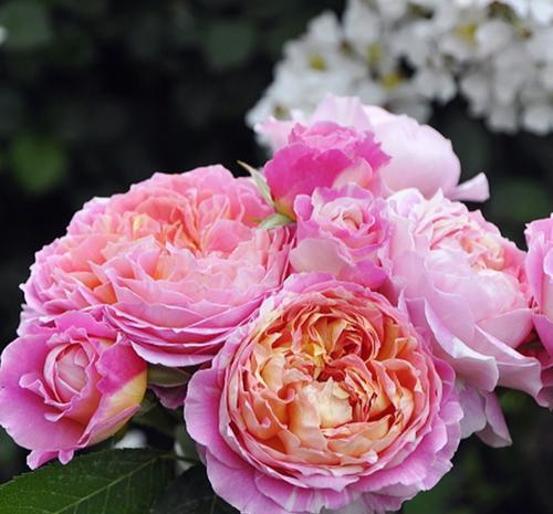 层叠群花|4种月季,耐晒又勤花,40℃照样开出层叠群花,花持久惹人爱