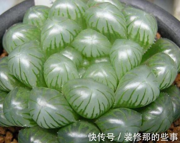 粉蚧虫，肉友最痛恨的虫子，多肉防虫要无时无刻