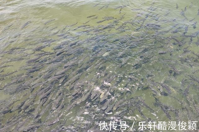 冬至后钓鱼!不要盲目下竿!学会2个技巧!绝对不是“空军”!