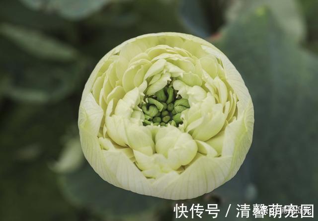 赏荷花|圆明园千亩荷花开始“接客”，可泛舟近赏“莲叶何田田”