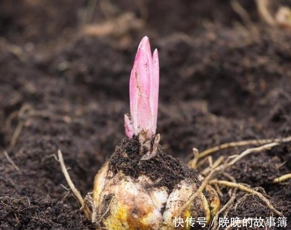 花店这种花价格不便宜 自己种却相当简单