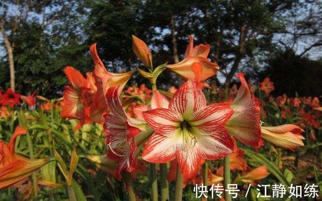 养花草十年了，朱顶红我只选这几种，好养还很好看