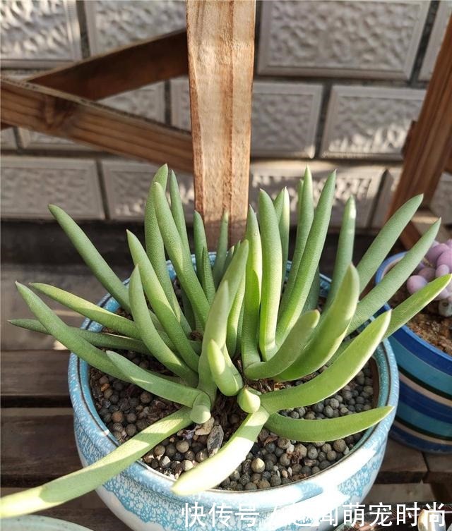 一个月没看的多肉,竟然让人腰酸背痛……