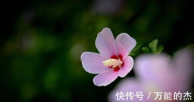 爱情女神|桃花开满枝头，下周，4大生肖的人得爱情女神眷顾，会脱单